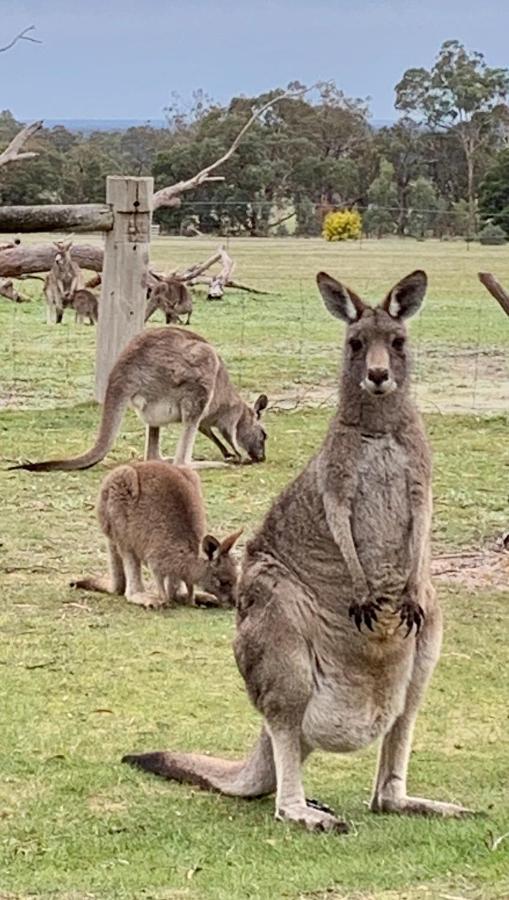 Pomonal Cottages Grampians Holiday home Halls Gap