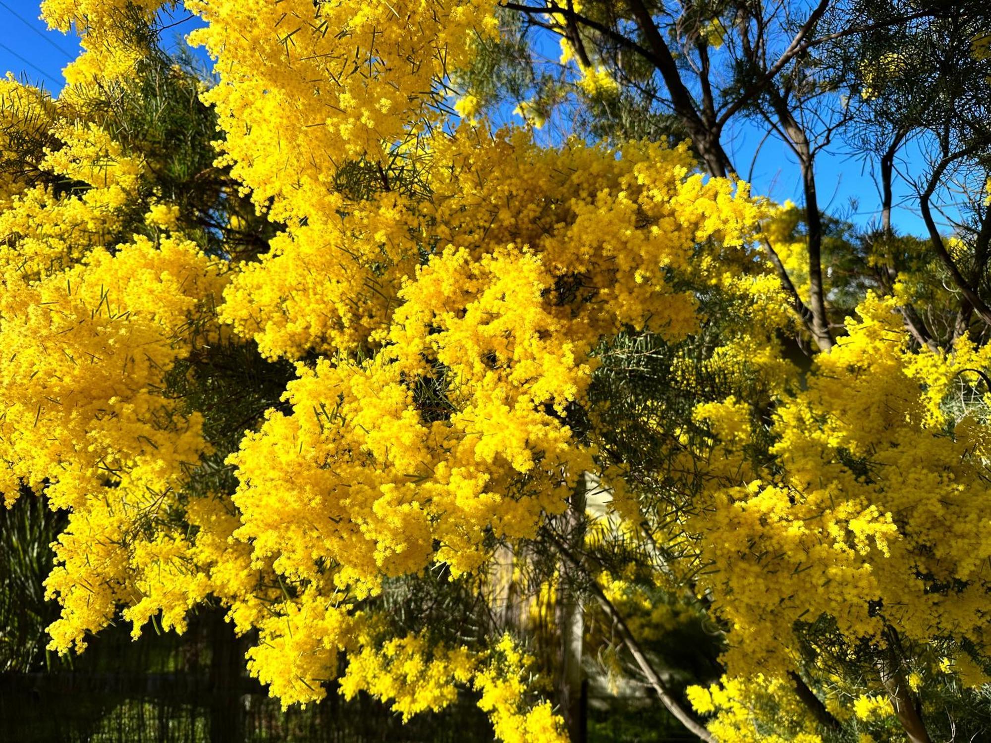 Grampians * Halls Gap