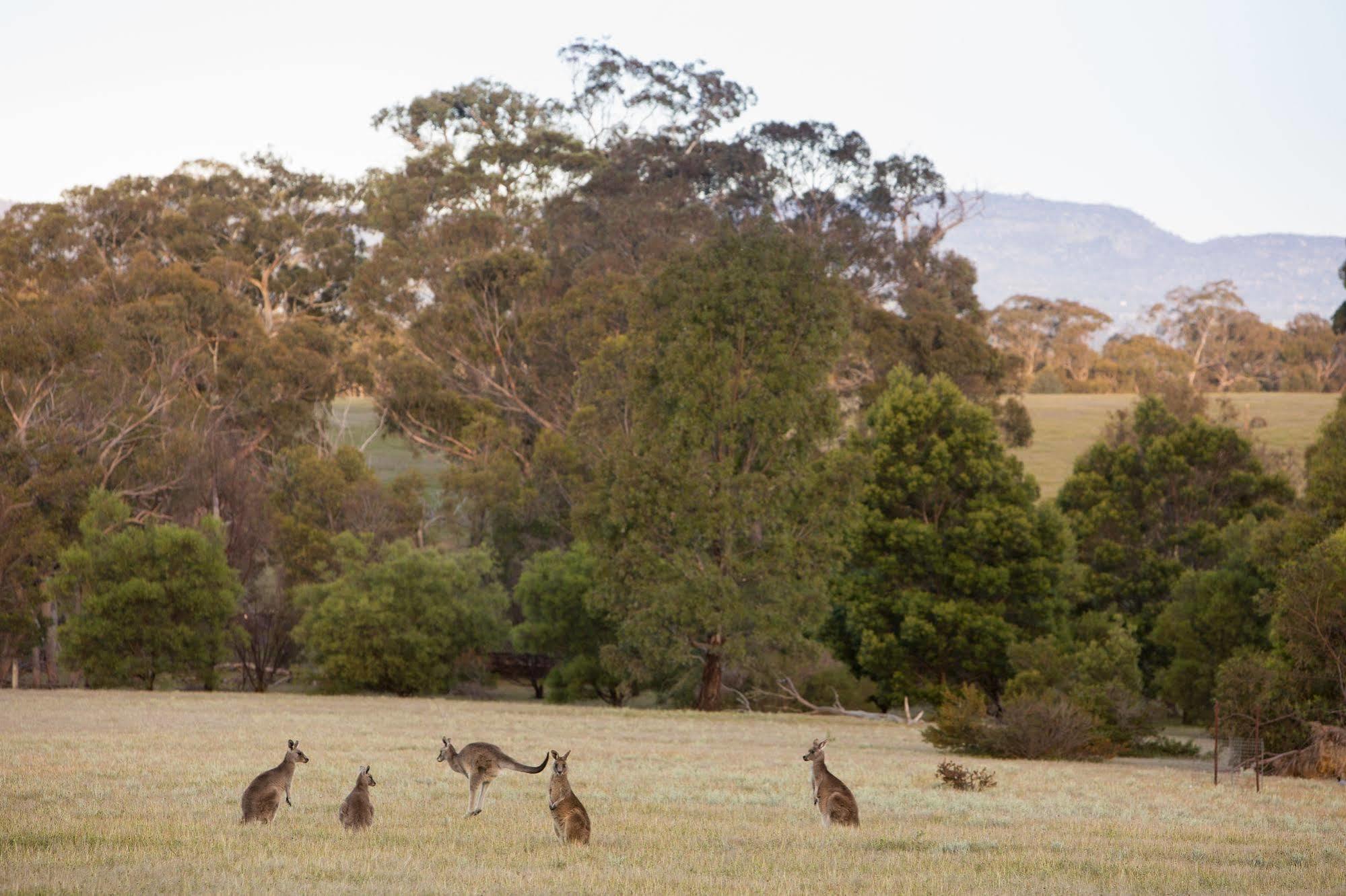 Lodge Boroka Downs